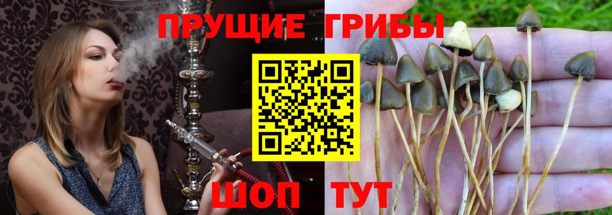 Псилоцибиновые грибы Psilocybine cubensis Сорочинск